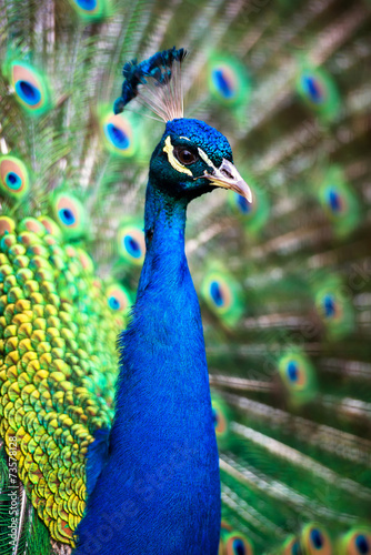 Obraz na płótnie Peacock w salonie