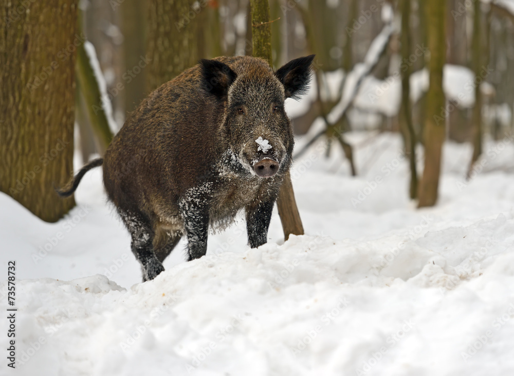 Wild boar Wild boar