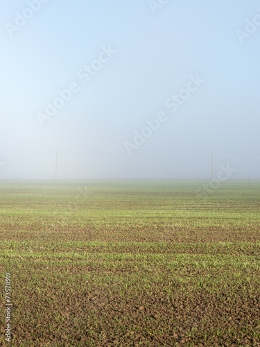 beautiful green meadow in heavy mist