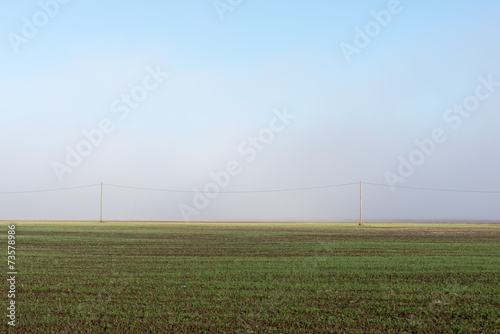 beautiful green meadow in heavy mist © Martins Vanags