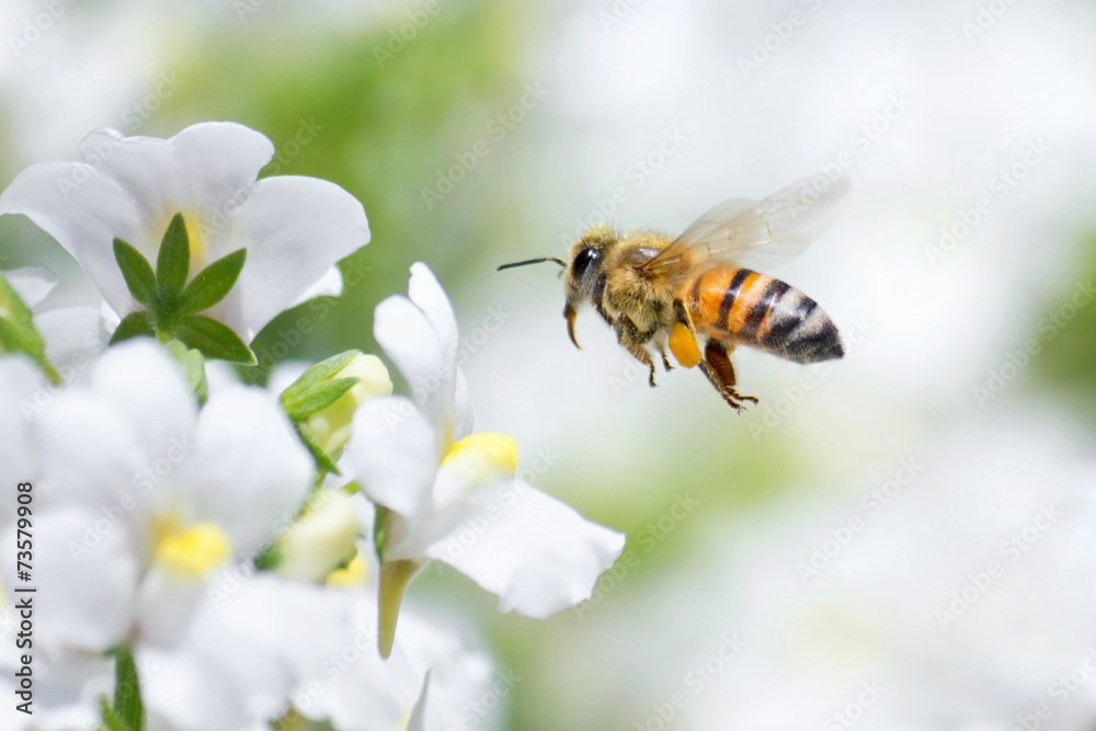 Honeybee - obrazy, fototapety, plakaty 
