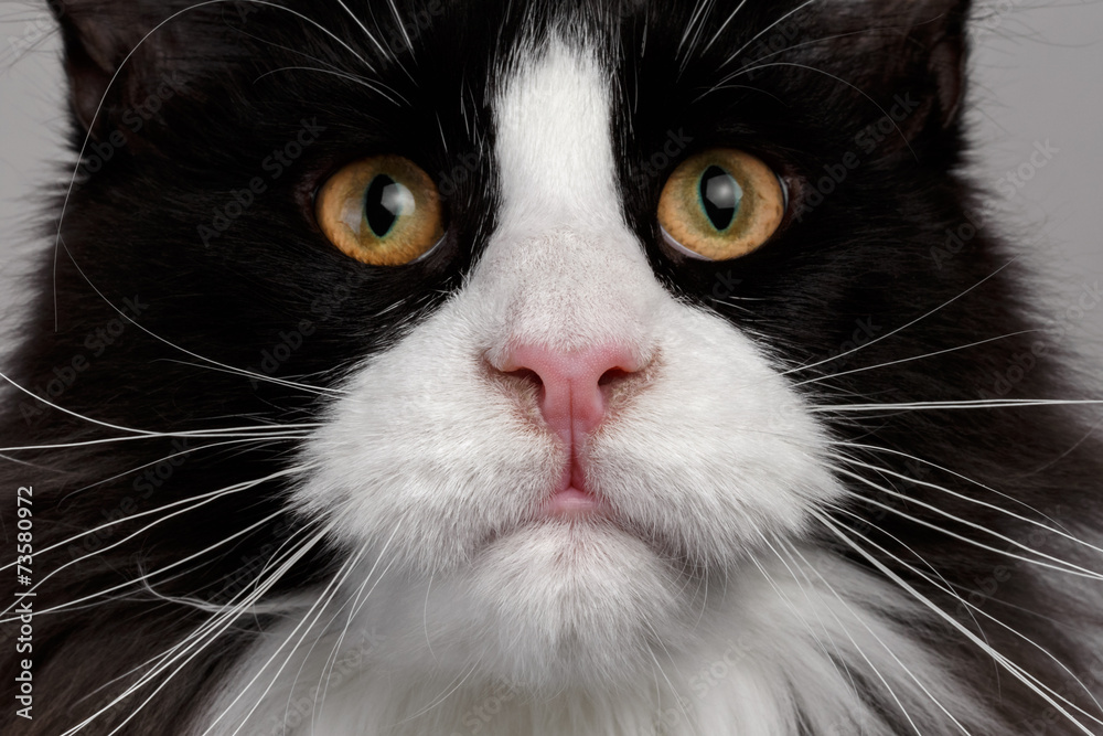 Closeup black and white Maine Coon cat with pink nose Closeup black and white Maine Coon cat with pink nose
