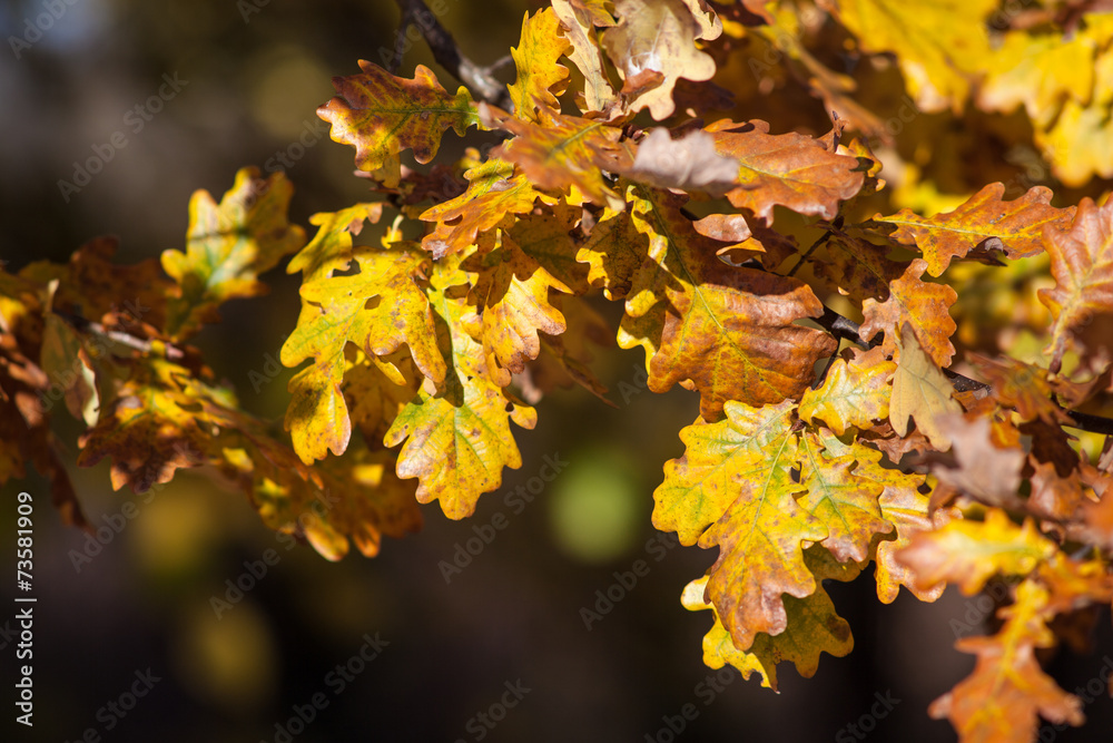 Fototapeta premium Leaves in autumn