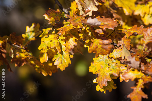 Leaves in autumn