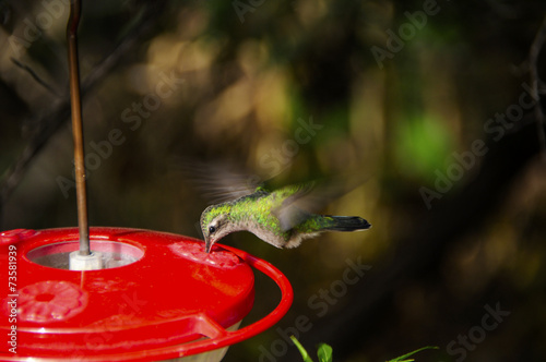 Hummingbird Feeding Wings Showing Motion © bonniefink