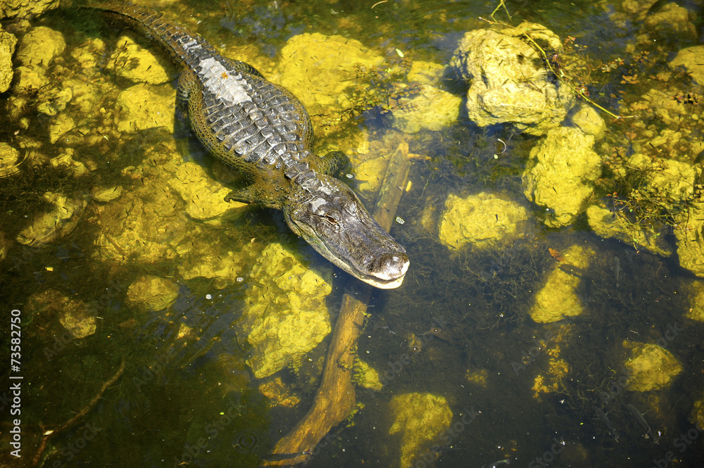 Obraz premium American Alligator