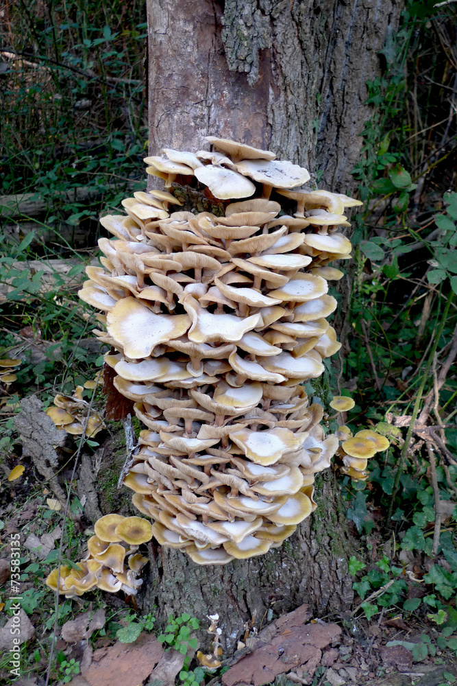 grappe de champignons grappe de champignons