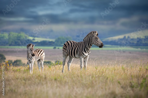 Zebra mother and calf