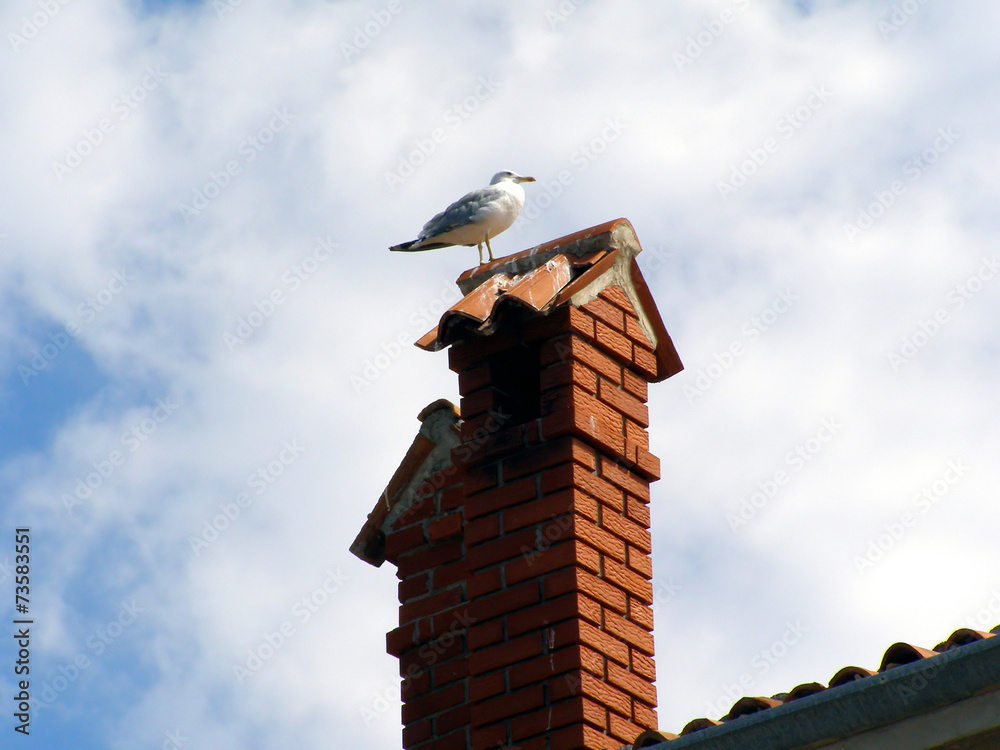 Seagull sitting on top of the chimney Seagull sitting on top of the chimney