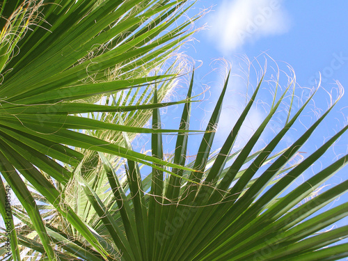 Leaves on palms close up