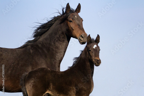Mare and her foal in the farm against blue sky © callipso88