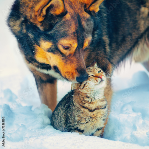 Photography The best friends cat and dog outdoor in snowy winter