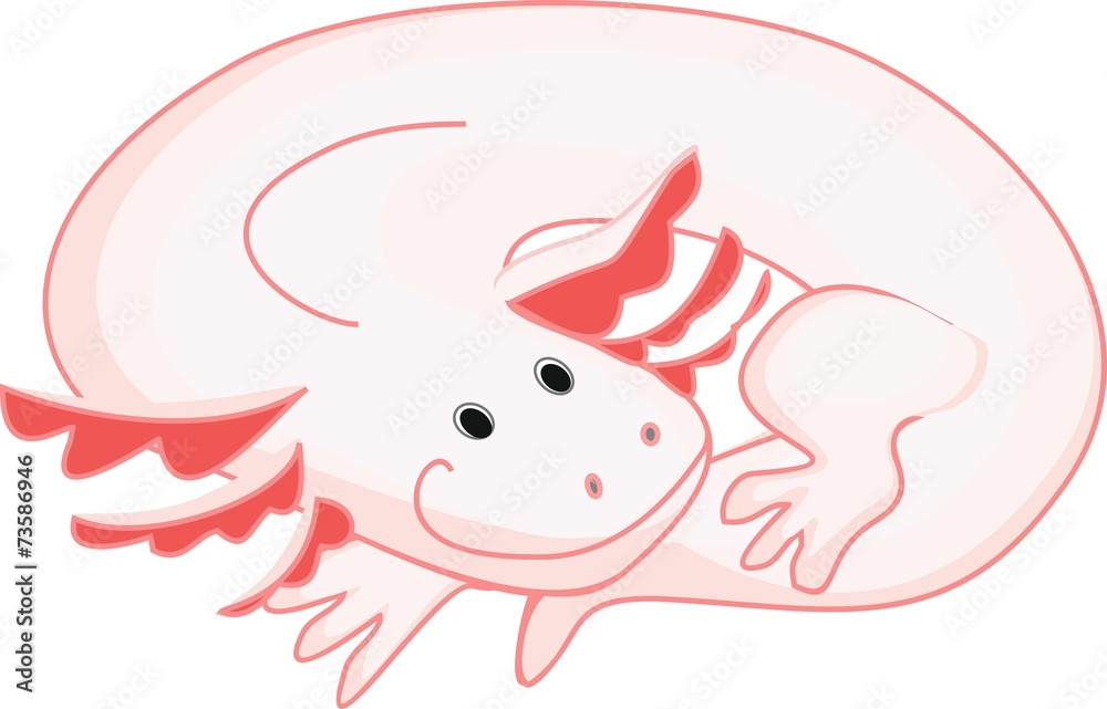 Fototapeta premium Axolotl (Mexican salamander)