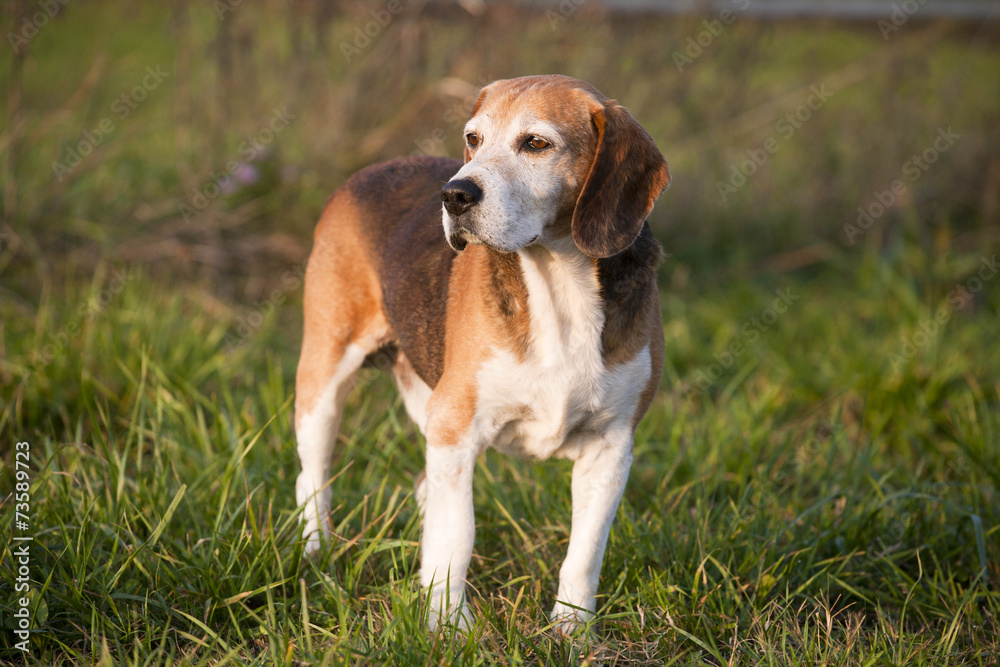 Beagle on meadow, pedigree dog standing on lawn in grass