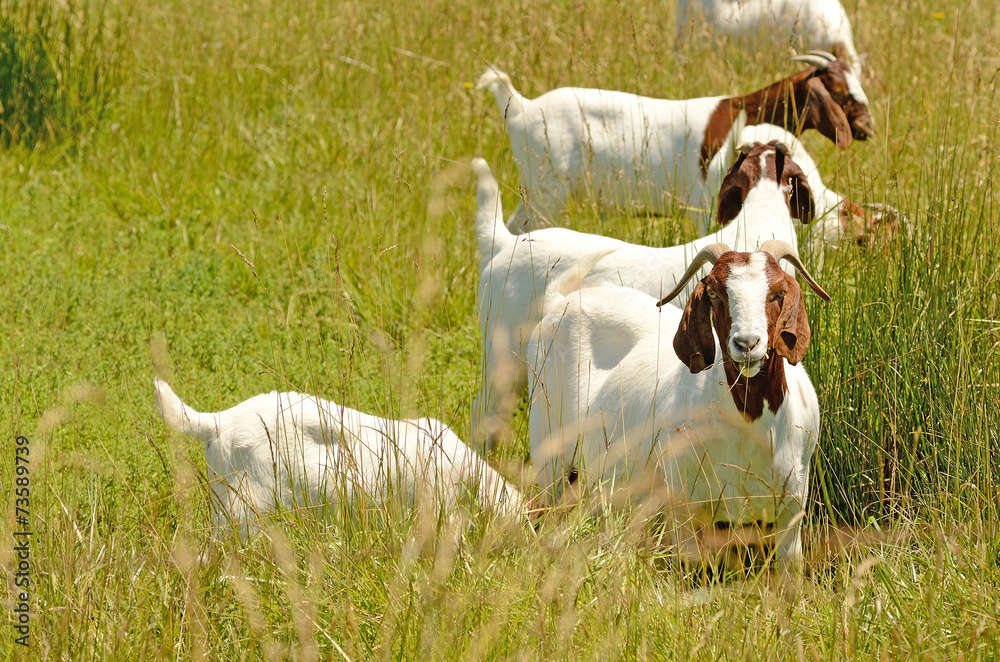 Boar meat goats grazing in a early summer field Boar meat goats grazing in a early summer field