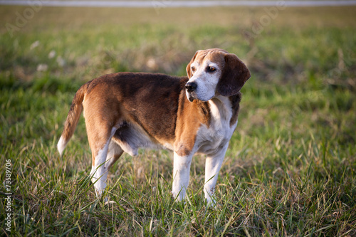 Fotografi Pedigree proficient foxhound beagle on meadow
