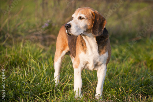 Beautiful purebred smart beagle hunting dog in summer pasture