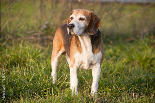 Pedigree proficient foxhound beagle on meadow