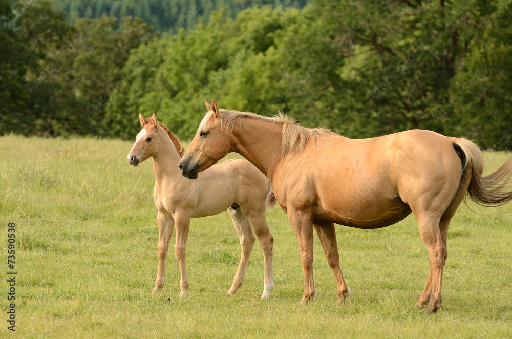 American paint mare and colt