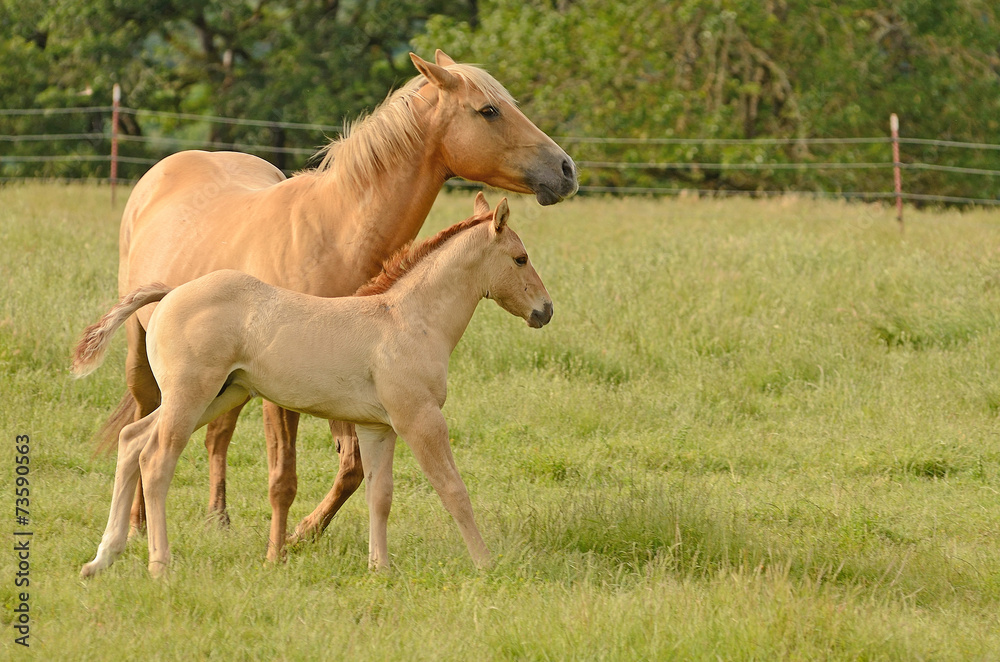 American paint mare and colt American paint mare and colt