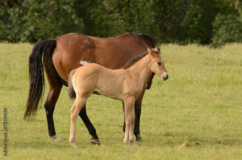 American paint mare and colt