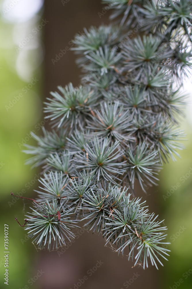 Branch of a Atlas Cedar (lat. Cedrus atlantica Branch of a Atlas Cedar (lat. Cedrus atlantica