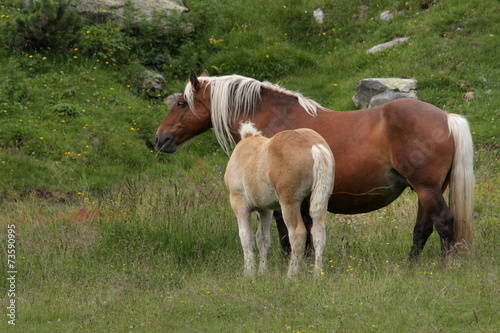 Chevaux comtois