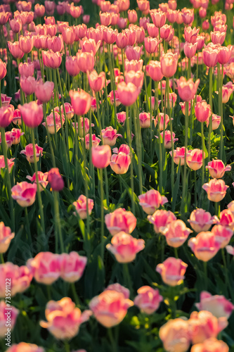The Pink Tulips on on Long Stems in the Sunlight.