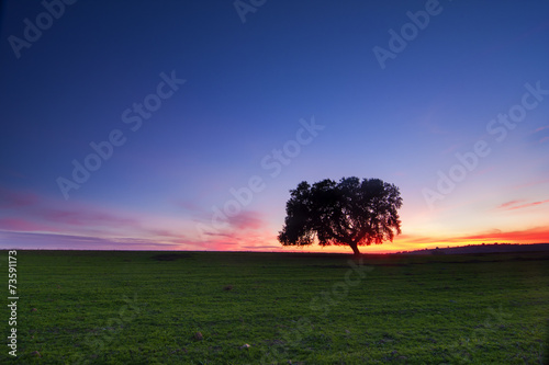 Árvore solitária na planície alentejana ao cair da noite photo