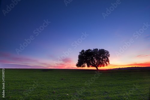 Árvore solitária na planície alentejana ao cair da noite