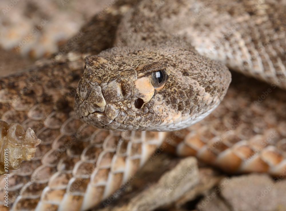 Naklejka premium Western Diamondback Rattlesnake.
