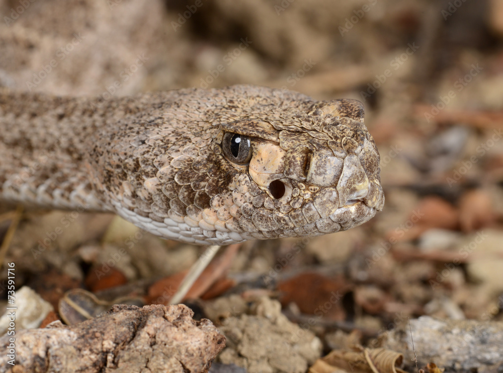 Naklejka premium Western Diamondback Rattlesnake.