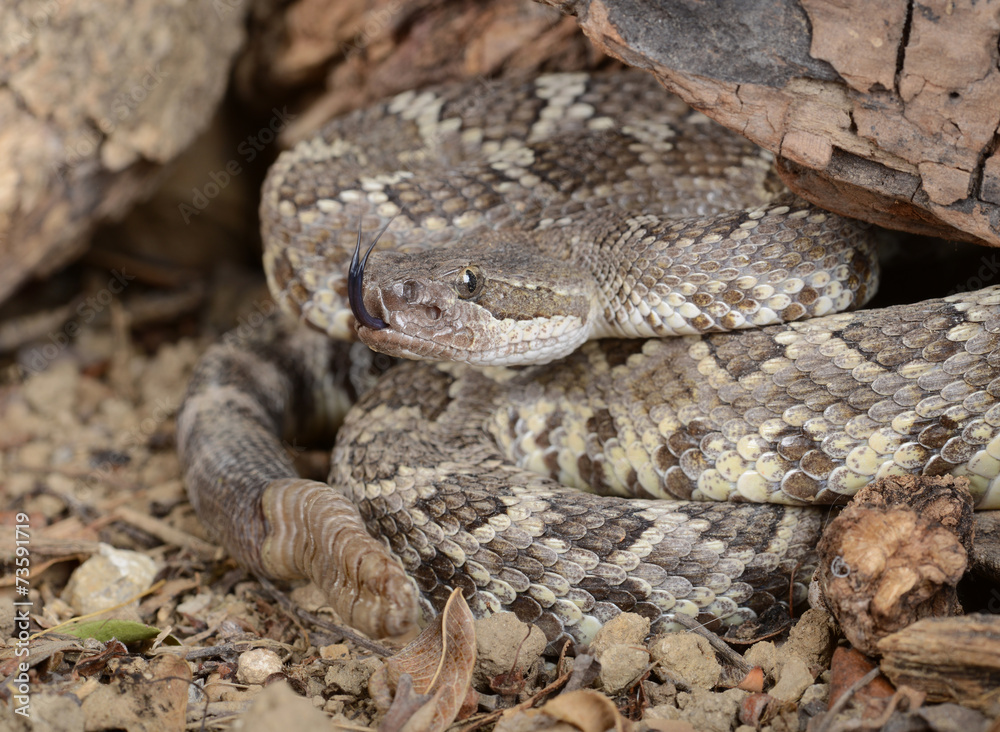 Southern Pacific Rattlesnake (Crotalus viridis helleri). Southern Pacific Rattlesnake (Crotalus viridis helleri).