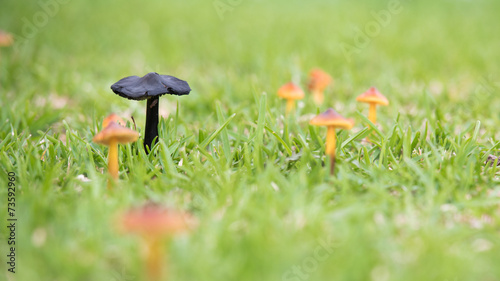 Wallpaper Mural Mushroom Torontodigital.ca