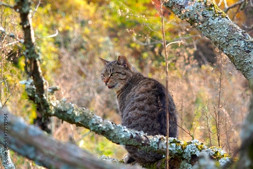 山猫