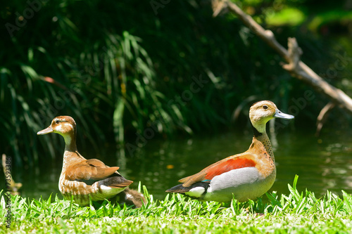 Lesser whistling ducks photo