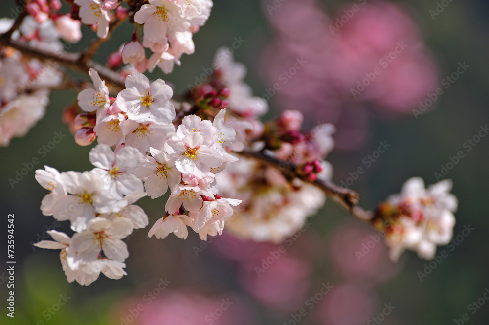 桜 桜