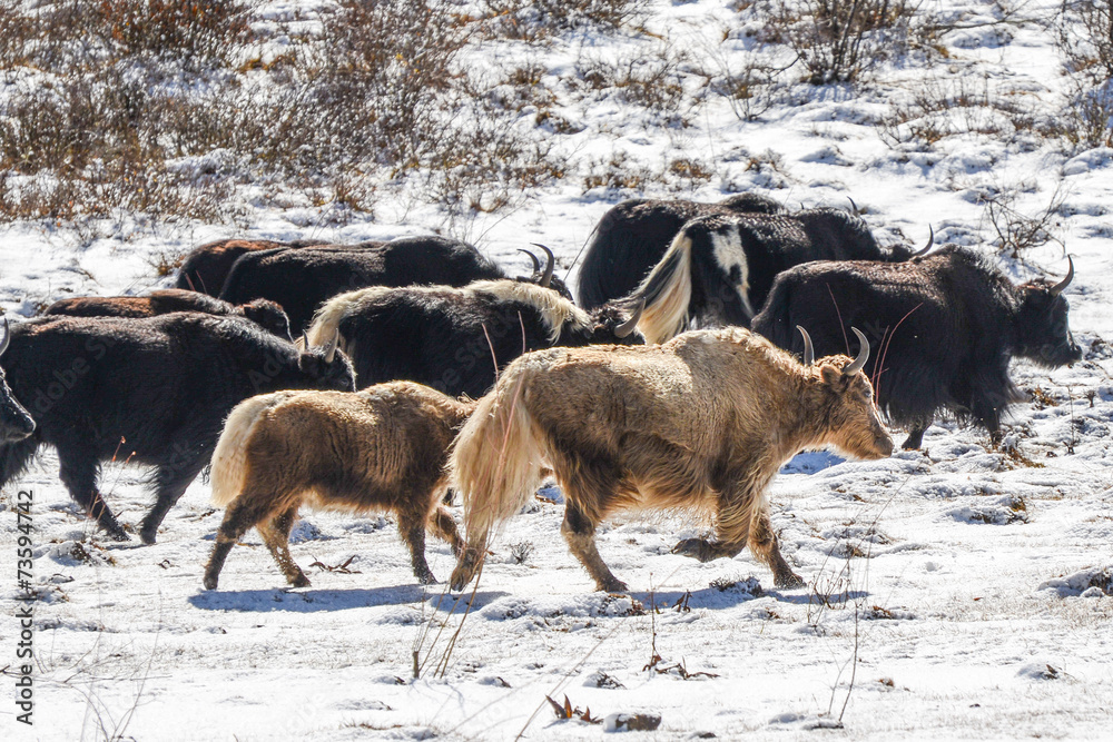 Yaks in high altitude snow prairie Yaks in high altitude snow prairie
