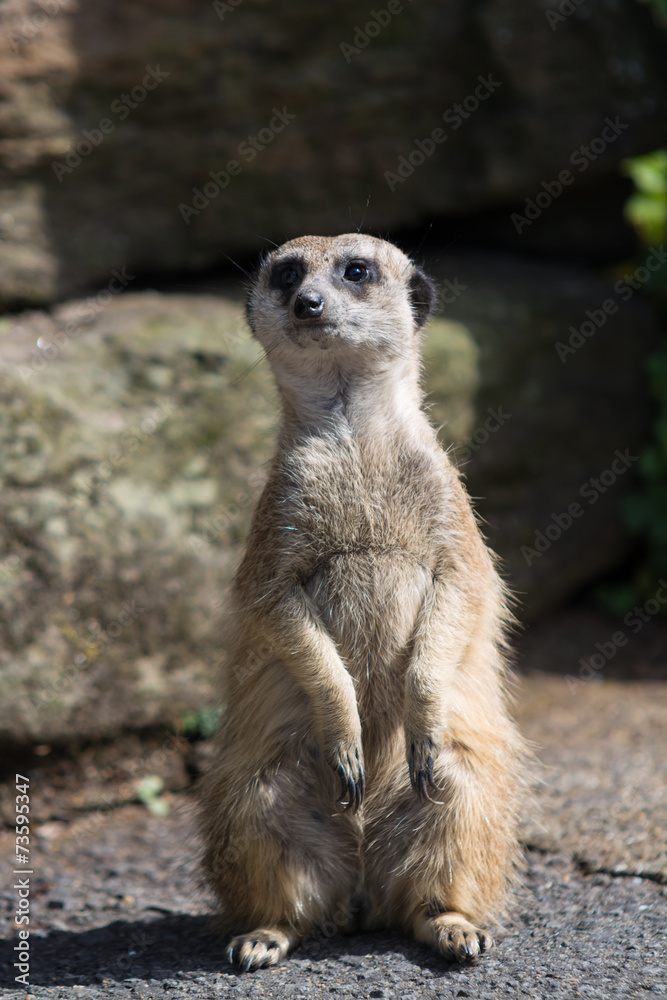 Fototapeta premium ミーアキャット