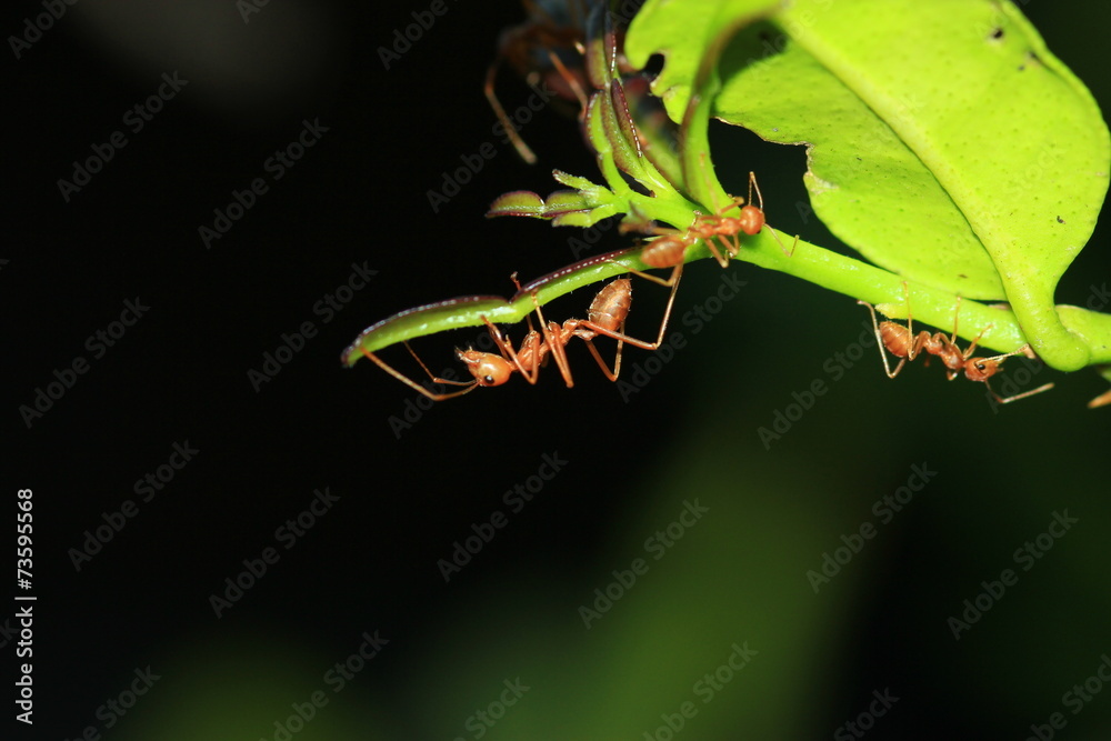 Ants on a covert lime leaves Ants on a covert lime leaves