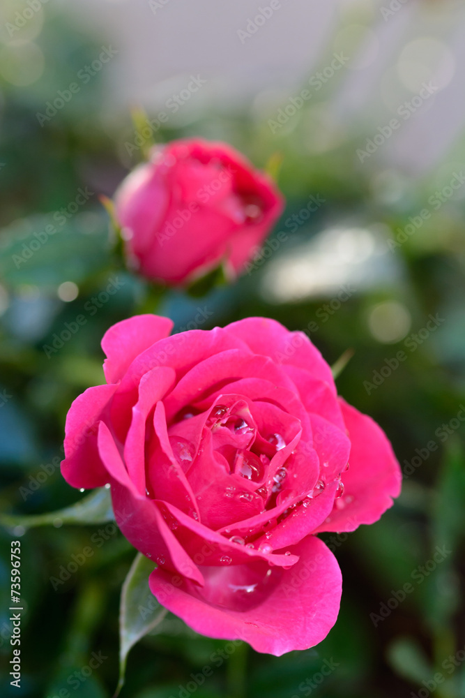 薔薇 薔薇