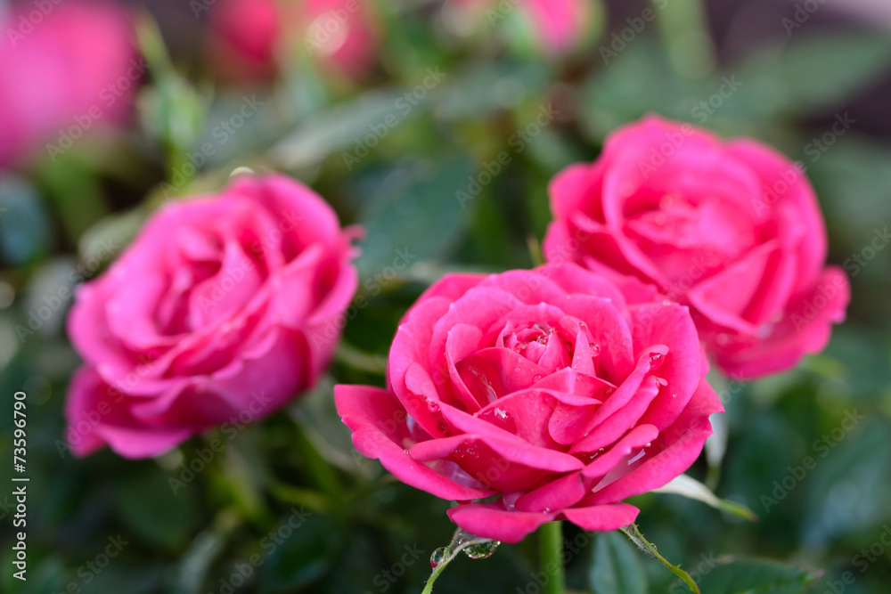 薔薇 薔薇