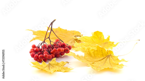 Bunch of rowan with autumn leaves on a white background