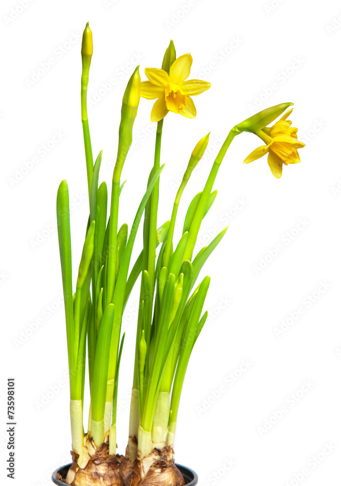 Fototapeta premium narcissus