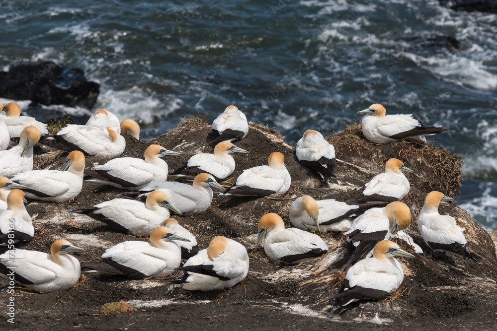 Fototapeta premium gannets nesting on cliffs