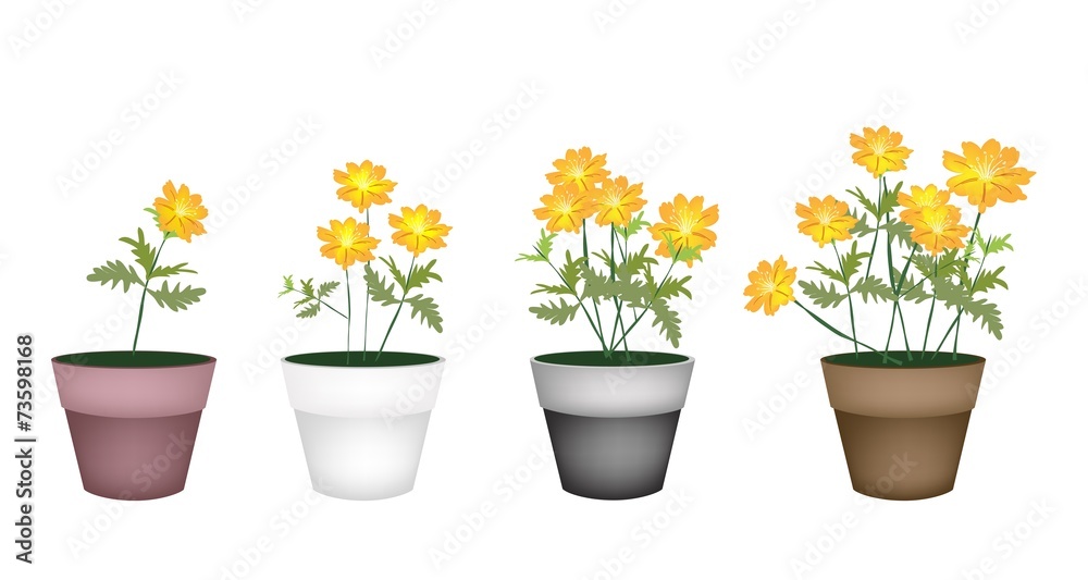Set of Cosmos Flowers in Flower Pot