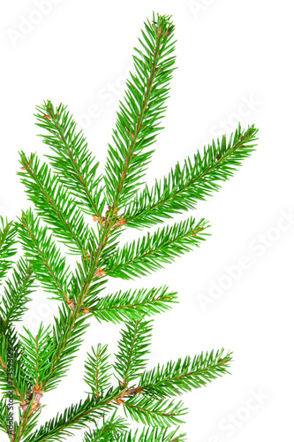 fir