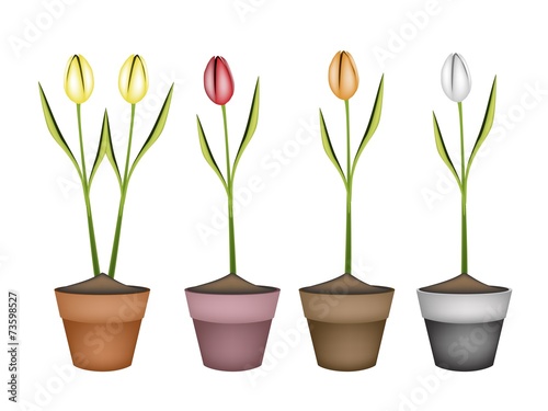Fresh Tulip Flowers in Four Ceramic Pots
