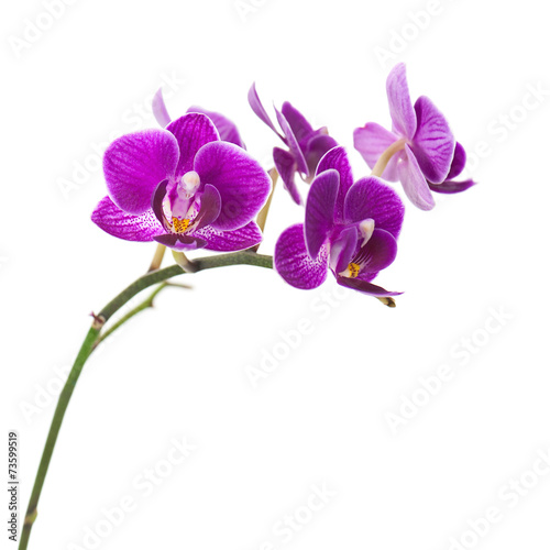 Very Rare Purple Orchid Isolated on White Background.