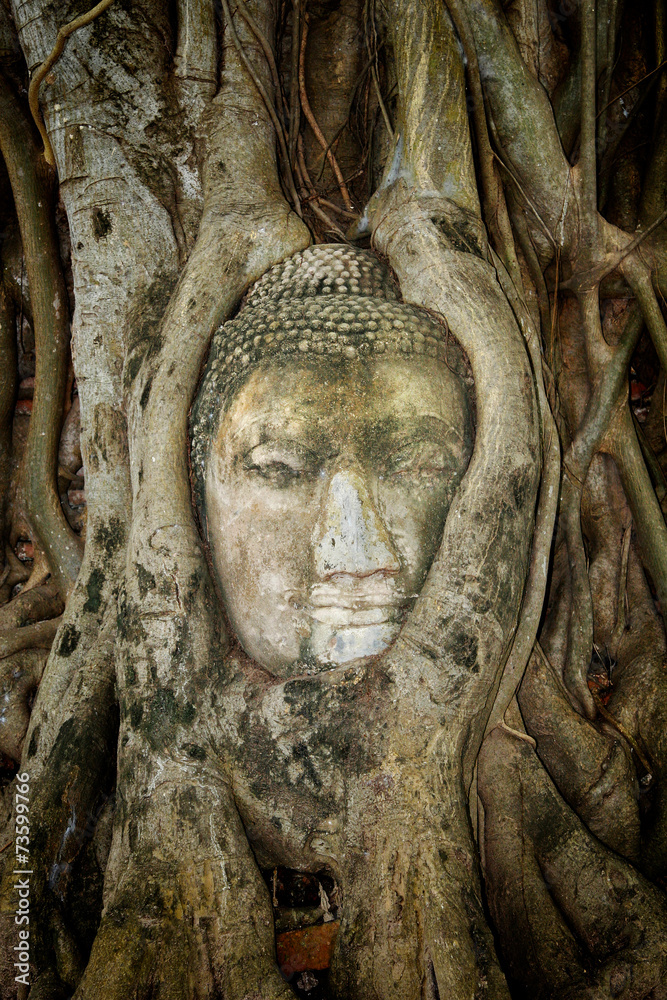 Ancient Buddha Entwined Within Tree Roots in Thailand